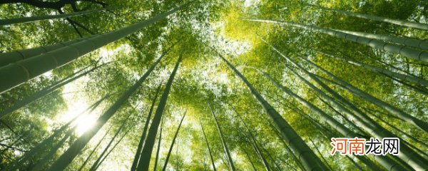 梅花和竹子一起的寓意 竹的寓意 竹的寓意分析