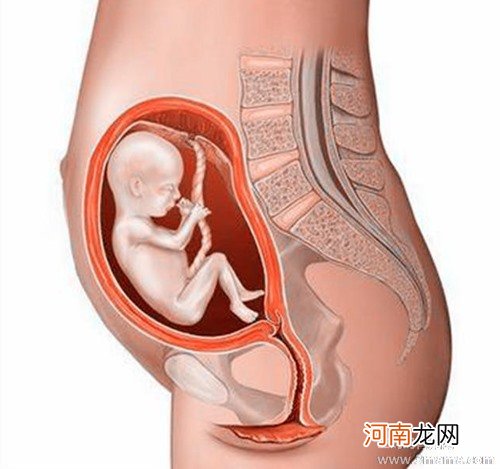 怀孕六个月胎动位置图