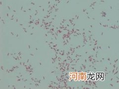 阪崎肠杆菌是什么？