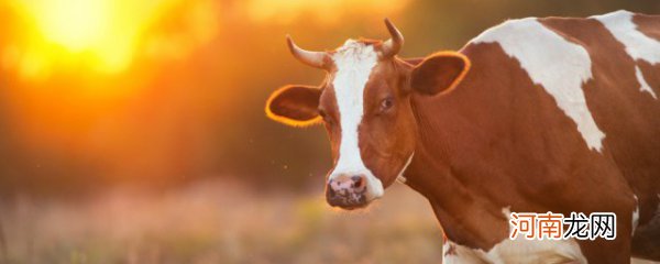 家中小辈什么动物 家中小辈是牛吗
