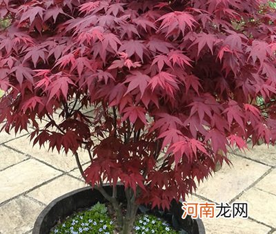 红枫树价格及种植方法 红枫树施肥方法