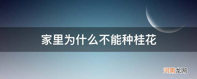 家里为什么不能种桂花树,什么品种最贵 家里为什么不能种桂花