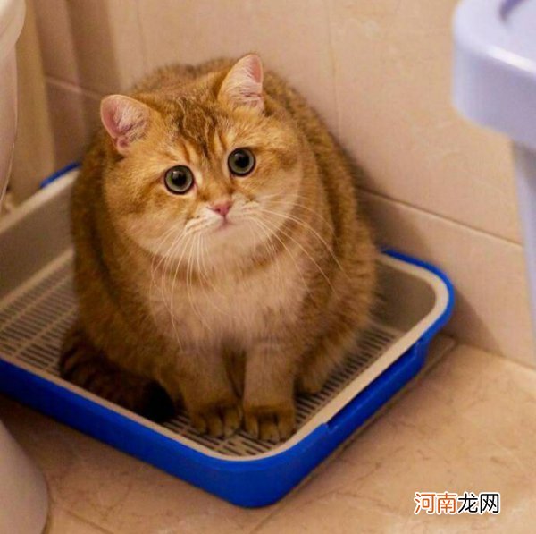 母橘猫猫什么时候发腮 养宠经验：橘猫母猫不会发腮吗