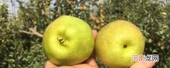 公梨和母梨的区分方法 公梨和母梨的区分方法分享