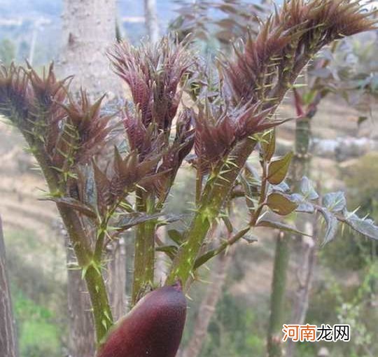 种植业什么最赚钱最有前景 目前冷门又挣钱的行业