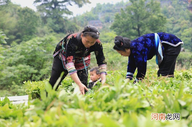 种植业什么最赚钱最有前景 目前冷门又挣钱的行业