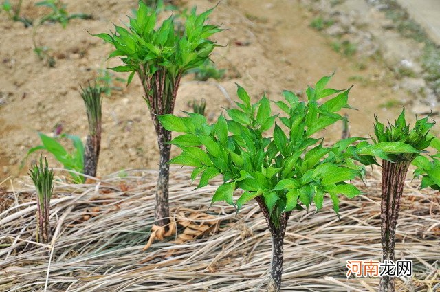 种植业什么最赚钱最有前景 目前冷门又挣钱的行业