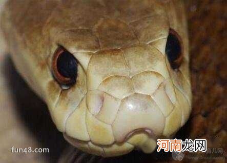 内陆太攀蛇 世界上最毒的蛇，毒性是眼镜王蛇的20倍