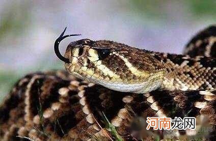 内陆太攀蛇 世界上最毒的蛇，毒性是眼镜王蛇的20倍