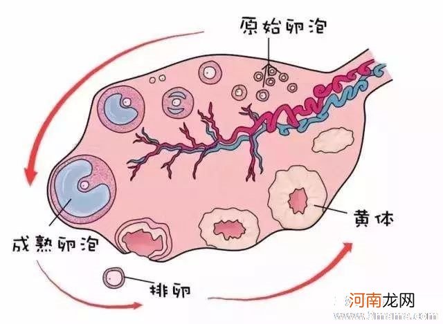 怎么知道自己是否排卵