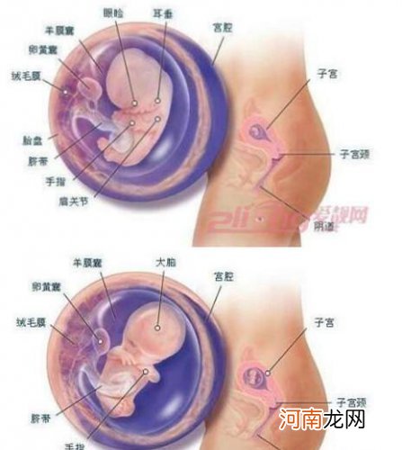 怀孕期间胎儿发育全过程图6-10周