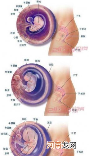 怀孕期间胎儿发育全过程图6-10周