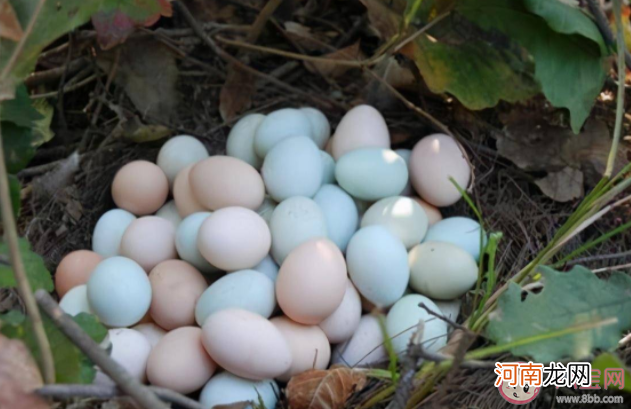 土鸡蛋|孩子吃土鸡蛋比吃普通鸡蛋营养更好吗 怎么分辨真假土鸡蛋