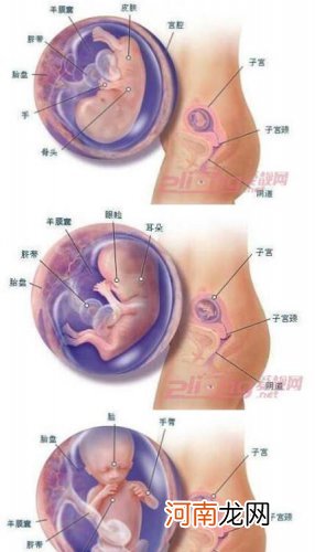 怀孕期间胎儿发育全过程图11-15周