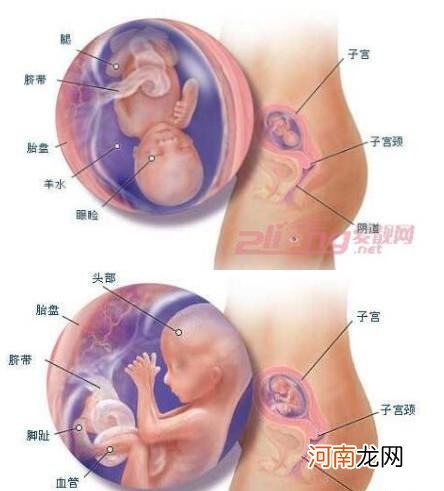怀孕期间胎儿发育全过程图11-15周