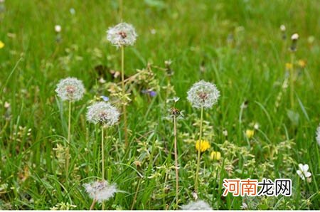 中秋节灯笼diy制作，简单制作中秋节灯笼且有创意