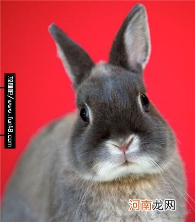荷兰侏儒兔究竟能长多大？荷兰侏儒兔应该怎么饲养？