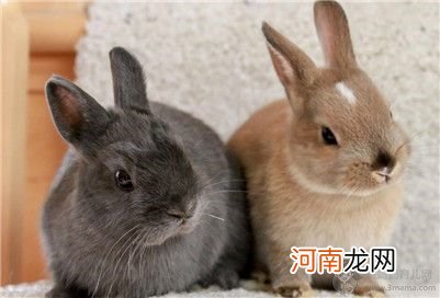 荷兰侏儒兔究竟能长多大？荷兰侏儒兔应该怎么饲养？