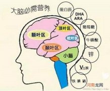 影响学龄前儿童智力发育因素