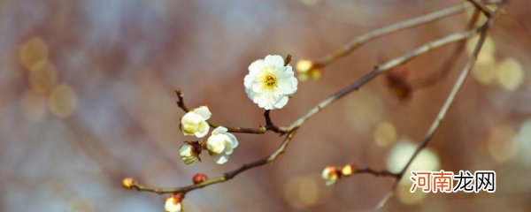 春节立春有什么说法 春节立春说法有哪些