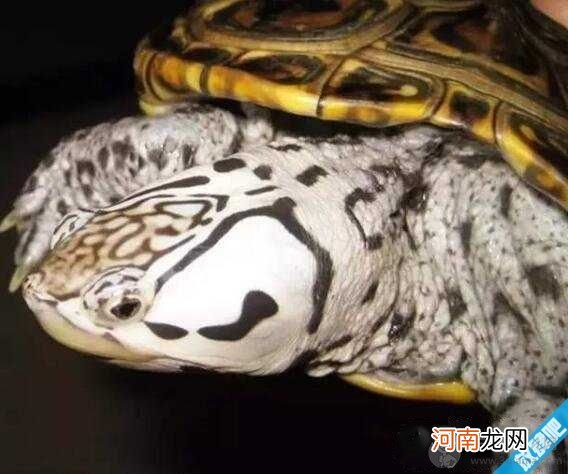 龟中寿星 乌龟寿命有多长，河南惊现1300年乌龟