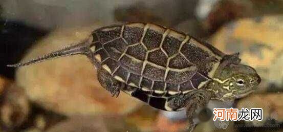 龟中寿星 乌龟寿命有多长，河南惊现1300年乌龟