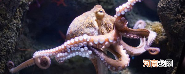 章鱼一般是吃什么东西食物 章鱼吃哪些食物