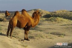 你知道的骆驼奶的功效有哪些？