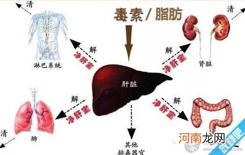 肝胆排毒最佳方法，按摩肚子养肝护肝