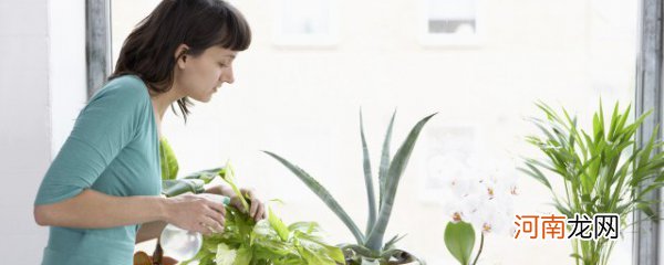 春节应该摆什么花 春节可以摆的花