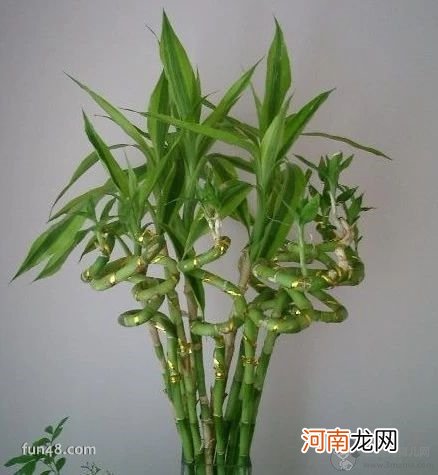 朋友搬新家送什么礼物好