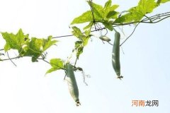 用什么东西淡斑最有效 用什么植物可以快速淡斑