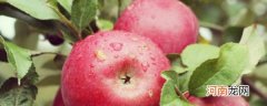 吃苹果对胃病有好处吗 吃苹果对胃病有没有好处
