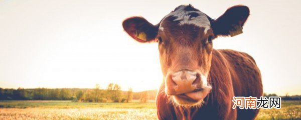 梦见牛是什么意思有什么预兆 梦见牛的意思