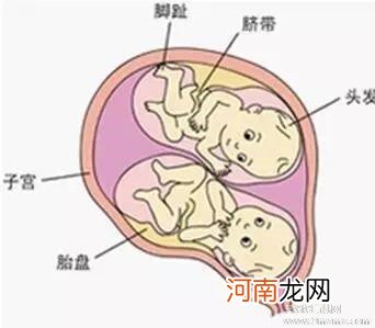 双胞胎发育过程