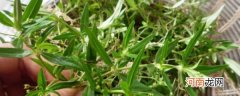 白花蛇舌草和半枝莲的功效与作用 白花蛇舌草和半枝莲的功效与作用是什么