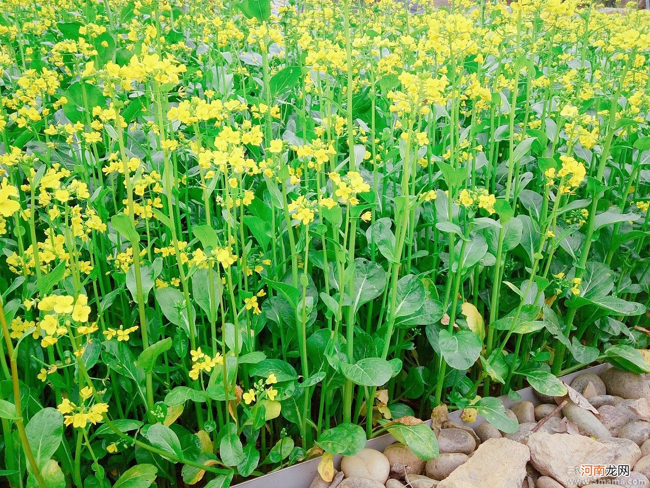 花菜最养分吃法：水焯后凉调