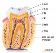 过敏性牙本质的检查和防治手段