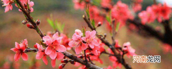 桃花运怎么变旺 桃花运如何变旺