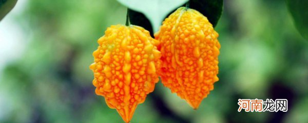 癞葡萄什么时候成熟 癞葡萄一般什么时候可以吃