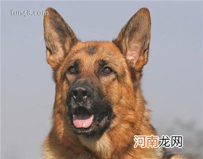 狼狗生狗前有什么预兆？狼狗的繁殖过程及交配的注意事项