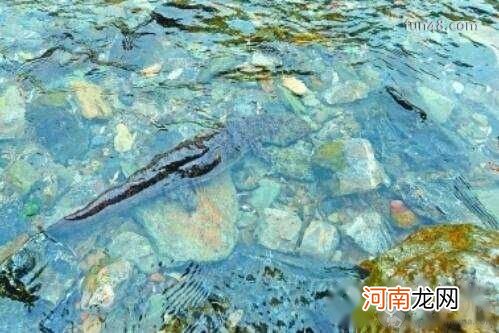 娃娃鱼吃什么食物?娃娃鱼吃什么好?娃娃鱼怎么养?