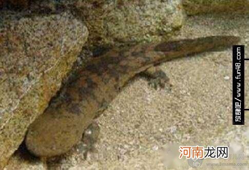 娃娃鱼吃什么食物?娃娃鱼吃什么好?娃娃鱼怎么养?