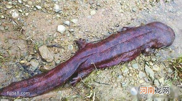 娃娃鱼吃什么食物?娃娃鱼吃什么好?娃娃鱼怎么养?