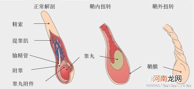 为何睾丸“碰不得”？