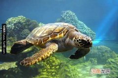 为什么乌龟寿命长？