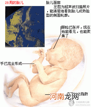 胎儿发育过程图