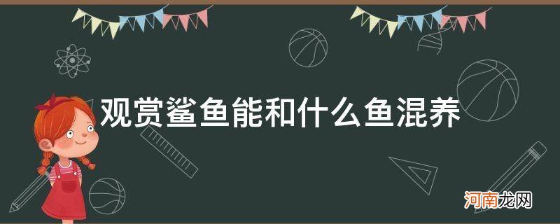 观赏鲨鱼能和什么鱼混养_鲨鱼观赏鱼和什么鱼不能混养