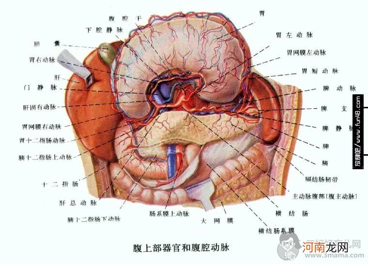 左边小腹疼是怎么回事