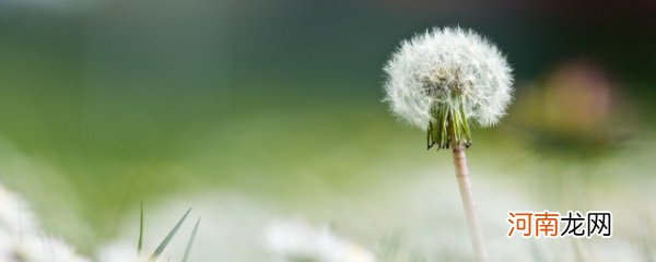 蒲公英相克食物 蒲公英相克食物有哪些